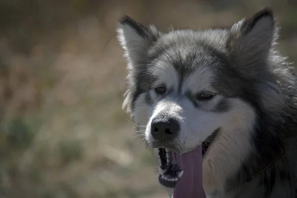 Alaskan Malamute portrait of a large dog in nature.