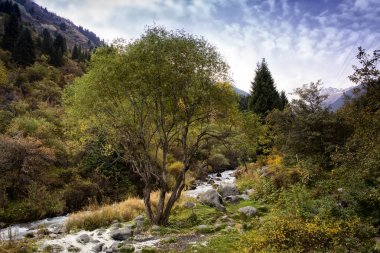 Sonbaharda dağ ormanında güzel manzara.
