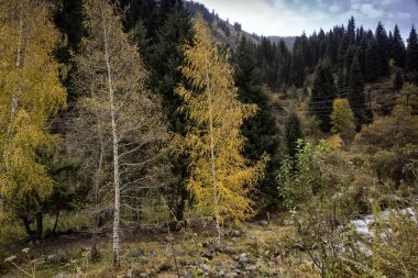 Sonbaharda dağ ormanında güzel manzara.