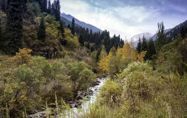 秋の山林の美しい風景 — ストック写真
