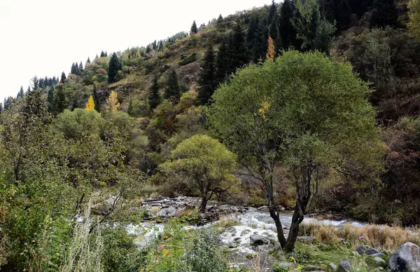 Sonbaharda Dağ Ormanında Güzel Manzara — Stok fotoğraf