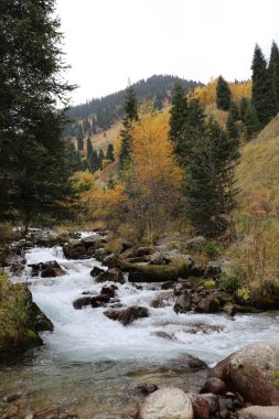 Bir sonbahar sabahı bir dağ ormanında manzara.