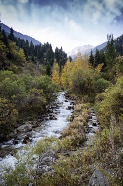 Bir sonbahar sabahı bir dağ ormanında manzara.