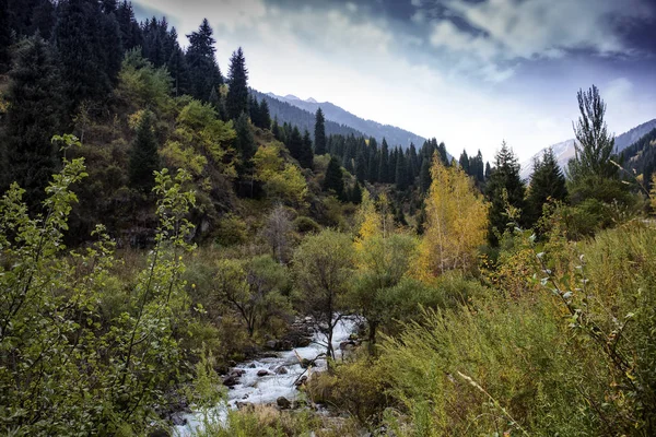 秋の朝の山林の風景 — ストック写真