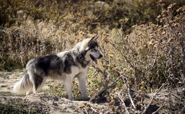 Perro Alaska Malamute Pasea Naturaleza —  Fotos de Stock