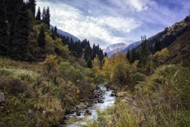Bir sonbahar sabahı bir dağ ormanında manzara.