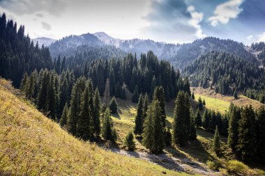 Bir dağ orman sonbahar manzara.