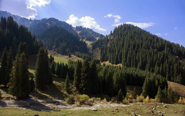 Paisagem Outono Uma Floresta Montanha — Fotografia de Stock