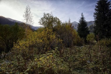 Bir sonbahar sabahı bir dağ ormanında manzara.