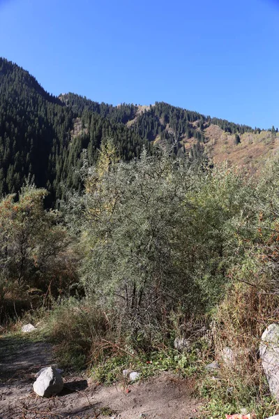 Bir Sonbahar Sabahı Bir Dağ Ormanında Manzara — Stok fotoğraf