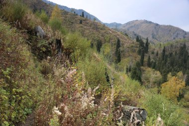 Bir dağ orman sonbahar manzara.