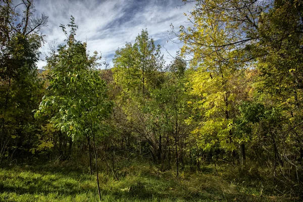 Paisagem Outono Uma Floresta Montanha — Fotografia de Stock