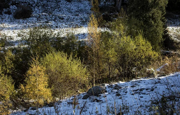 Bir Dağ Orman Sonbahar Manzara — Stok fotoğraf