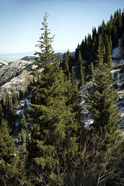 Paysage Automne Avec Des Conifères Dans Une Forêt Montagne — Photo