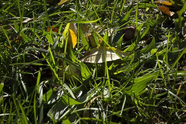 Yeşil çimenler ve kuru yapraklarla sonbahar arkaplanı.