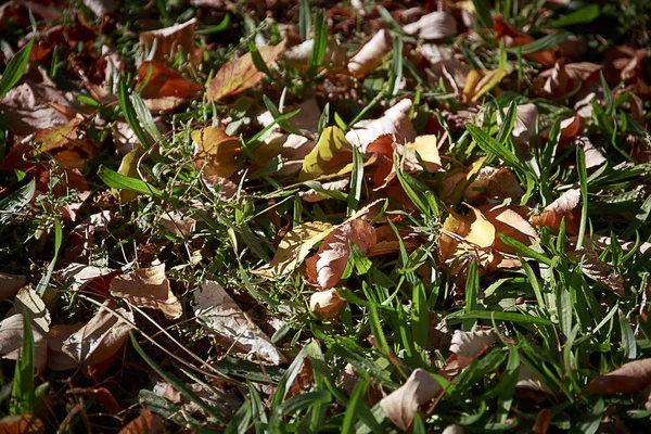 Jesienne Tło Zieloną Trawą Suchymi Liśćmi — Zdjęcie stockowe
