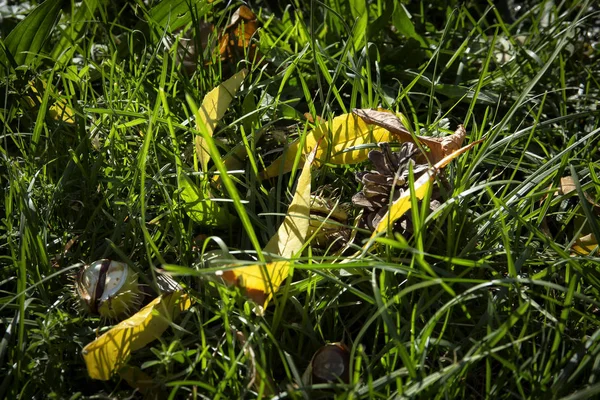 Yeşil Çimenler Kuru Yapraklarla Sonbahar Arkaplanı — Stok fotoğraf