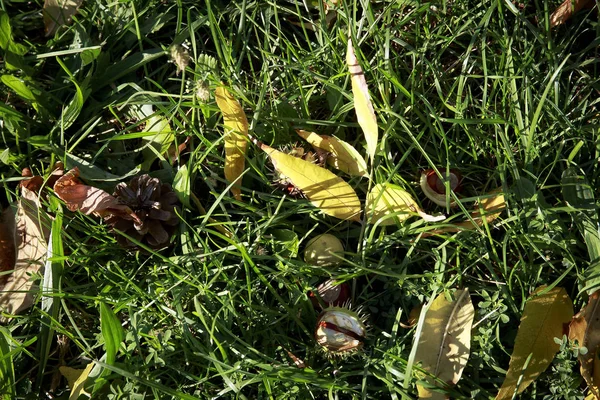 Latar Belakang Musim Gugur Dengan Rumput Hijau Dan Daun Kering — Stok Foto