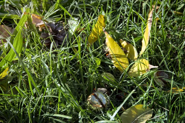 Fondo Otoñal Con Hierba Verde Hojas Secas — Foto de Stock