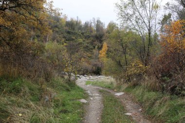 Bir sonbahar sabahı yağmurdan sonra bir dağ ormanında manzara.