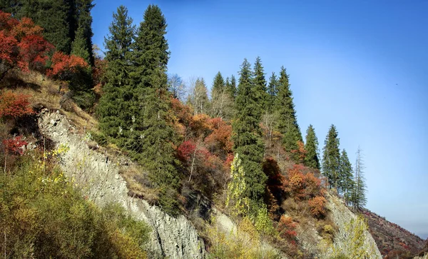 秋の朝の山林の風景 — ストック写真