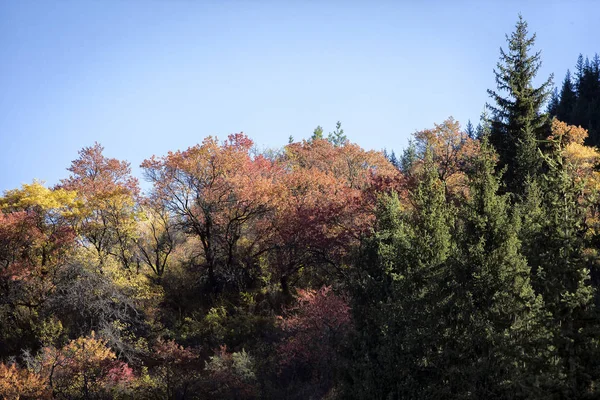 Paisagem Com Árvores Coloridas Uma Floresta Montanha Dia Outono — Fotografia de Stock