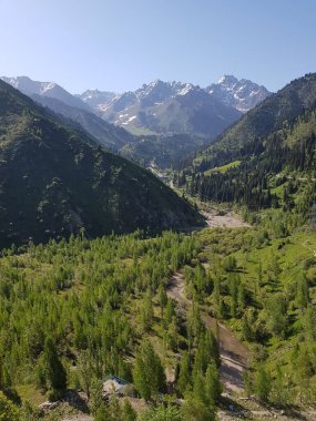 Yazın bir dağ ormanında yeşil ağaçlar.