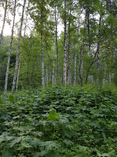 Зеленые Деревья Горном Лесу Летом — стоковое фото