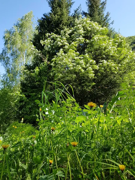 Arbres Verts Dans Une Forêt Montagne Été — Photo