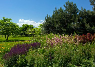Yazın bir şehir parkında yeşil bitkiler ve ağaçlar.