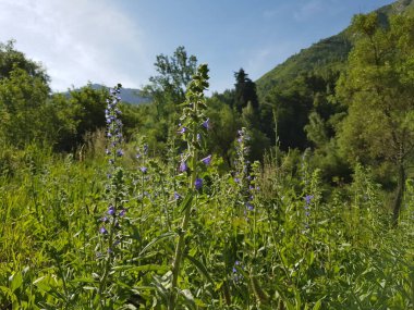 Yaz günü bir dağ ormanında manzara..