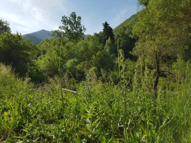 Yaz günü bir dağ ormanında manzara..