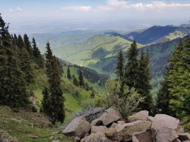Yazın sıcacık bir dağ ormanında yeşil ağaçlarla kaplı bir manzara..
