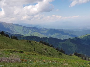 Yazın sıcacık bir dağ ormanında yeşil ağaçlarla kaplı bir manzara..