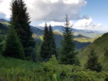 Yazın sıcacık bir dağ ormanında yeşil ağaçlarla kaplı bir manzara..