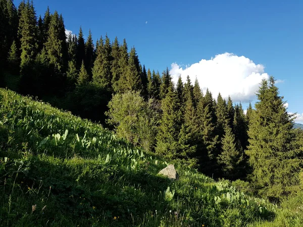 Landscape Green Trees Mountain Forest Warm Summer — Stock Photo, Image