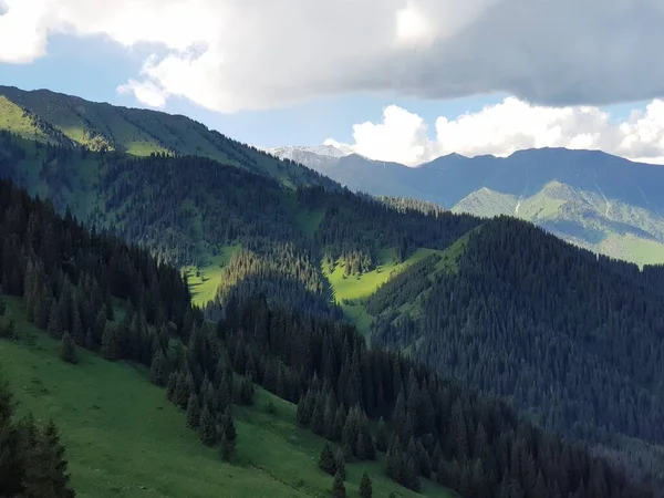 Paisagem Com Árvores Verdes Uma Floresta Montanha Verão Quente — Fotografia de Stock