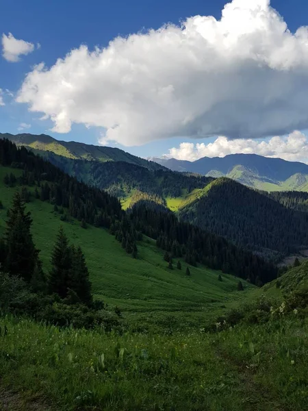 Landschap Met Groene Bomen Een Bergbos Warme Zomer — Stockfoto