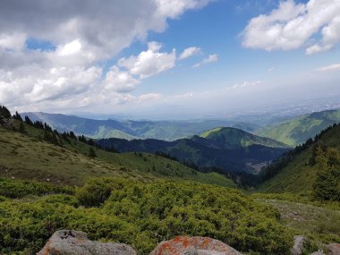 Yazın sıcacık bir dağ ormanında yeşil ağaçlarla kaplı bir manzara..