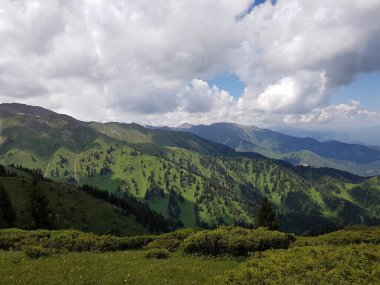 Yazın sıcacık bir dağ ormanında yeşil ağaçlarla kaplı bir manzara..