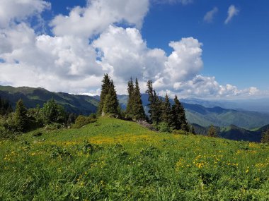Yazın sıcacık bir dağ ormanında yeşil ağaçlarla kaplı bir manzara..