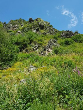 Yazın bir dağ ormanında çiçekler ve yeşil bitkiler.