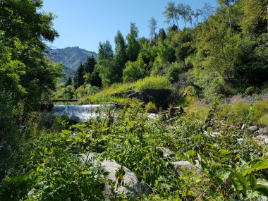 Bir yaz gününde dağ ormanlarıyla manzara.