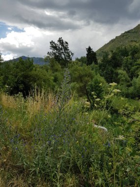 Bir yaz günü dağlarda ormanla kaplı bir manzara..