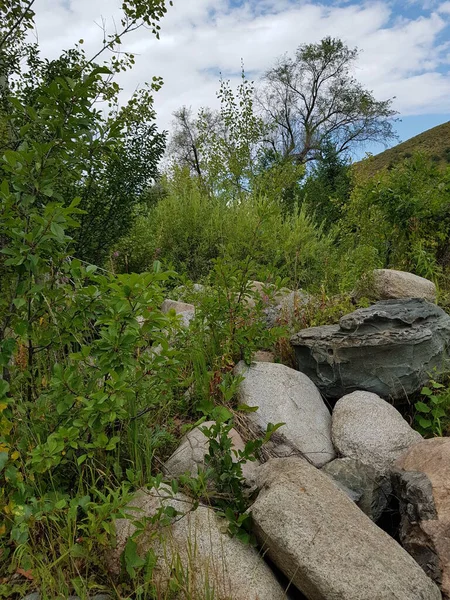 Landschaft Mit Wald Den Bergen Einem Sommertag — Stockfoto