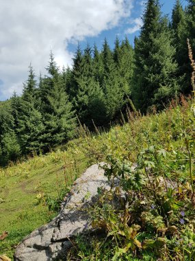 Yaz günü bir dağ ormanında manzara..