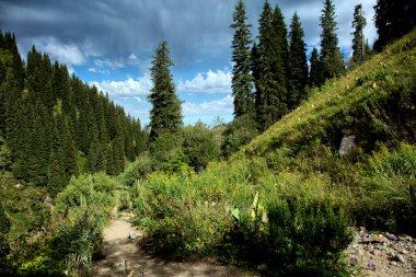 Yaz günü bir dağ ormanında manzara..