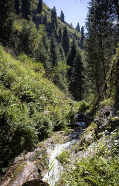 Yaz günü bir dağ ormanında manzara..