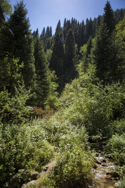Landscape Mountain Forest Summer Day — Stock Photo, Image