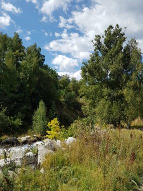 Sonbaharın başlarında bir dağ ormanında manzara.